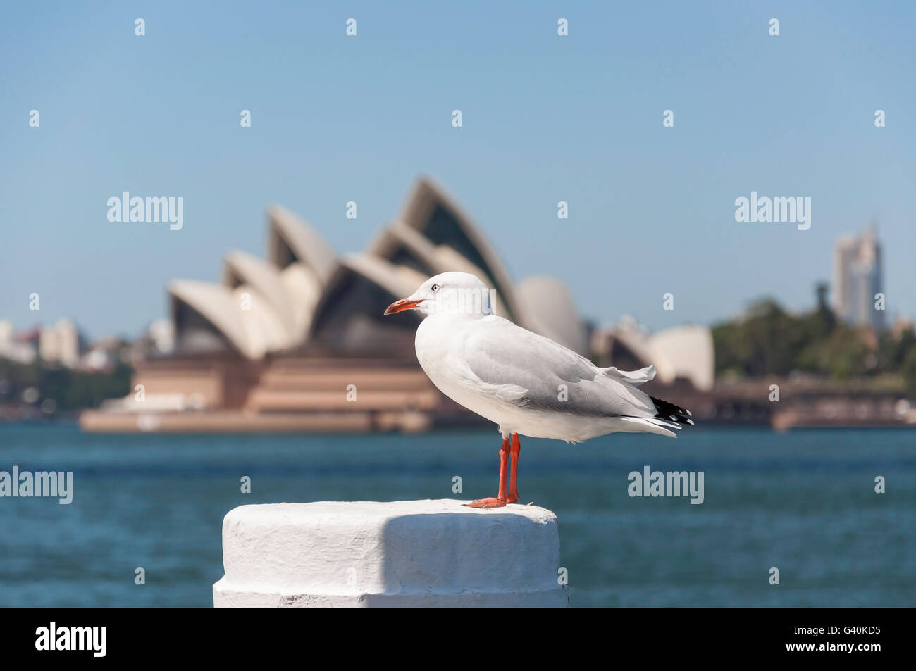 Möwe auf Pier und Sydney Opera House in Sydney Harbour, Sydney, New South Wales, Australien Stockfoto