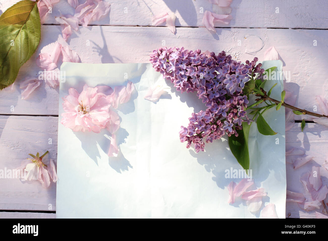 Schön, Frühling Blumenkarte mit japanischen Kirsche blühenden Blumen Stockfoto