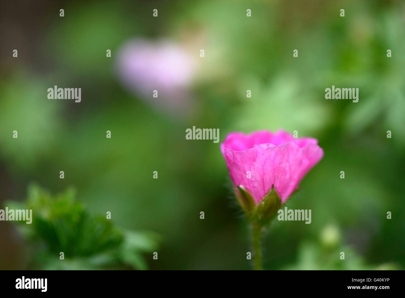 Zarte, hellrosa, winterharte Geranie blüht Stockfoto