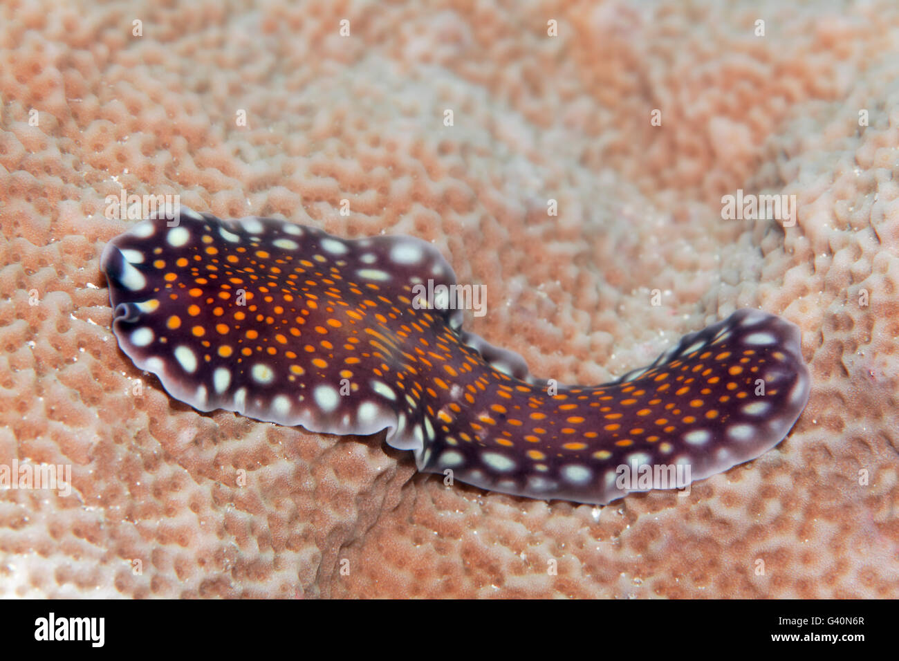 Lindas Flatworm (Pseudoceros Lindae), Wakatobi, Tukang Besi Archipel, Wakatobi Nationalpark Stockfoto