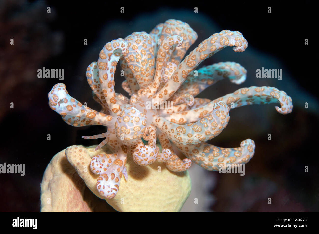 Solarbetriebene Phyllodesmium (Phyllodesmium Longicirrum) Essen Leder Koralle, Wakatobi Insel Tukang Besi Archipel Stockfoto