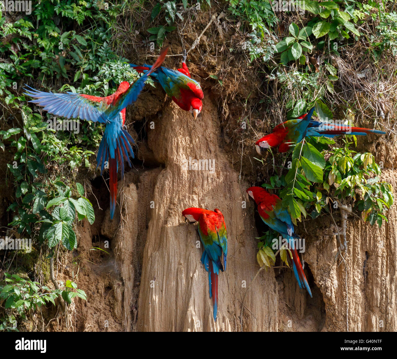 Rote und Grüne Aras, Blanquillo Salzlecke, Manu Nationalpark Peru Stockfoto