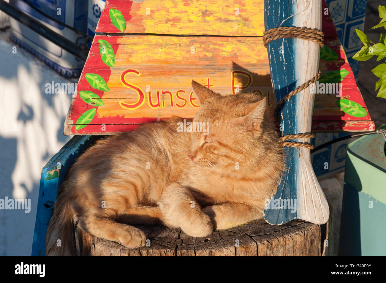 Lokalen Katze in der Wassermühle von Zia Taverne im Hang Dorf Zia, Kos (Cos), die Dodekanes, South Aegean Region, Griechenland Stockfoto