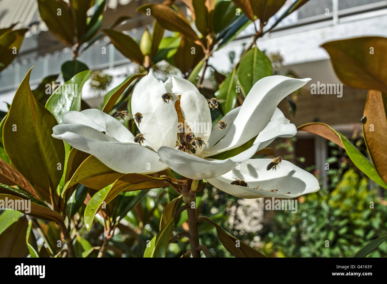 Eine schöne weiße Blüte Magnolia und Bienen, die es besuchen. Stockfoto