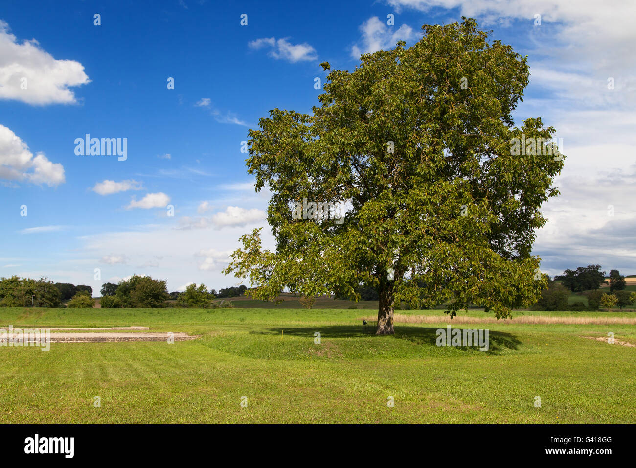 Einsamer Baum auf einer Wiese in Avenches, Waadt, Schweiz. Stockfoto