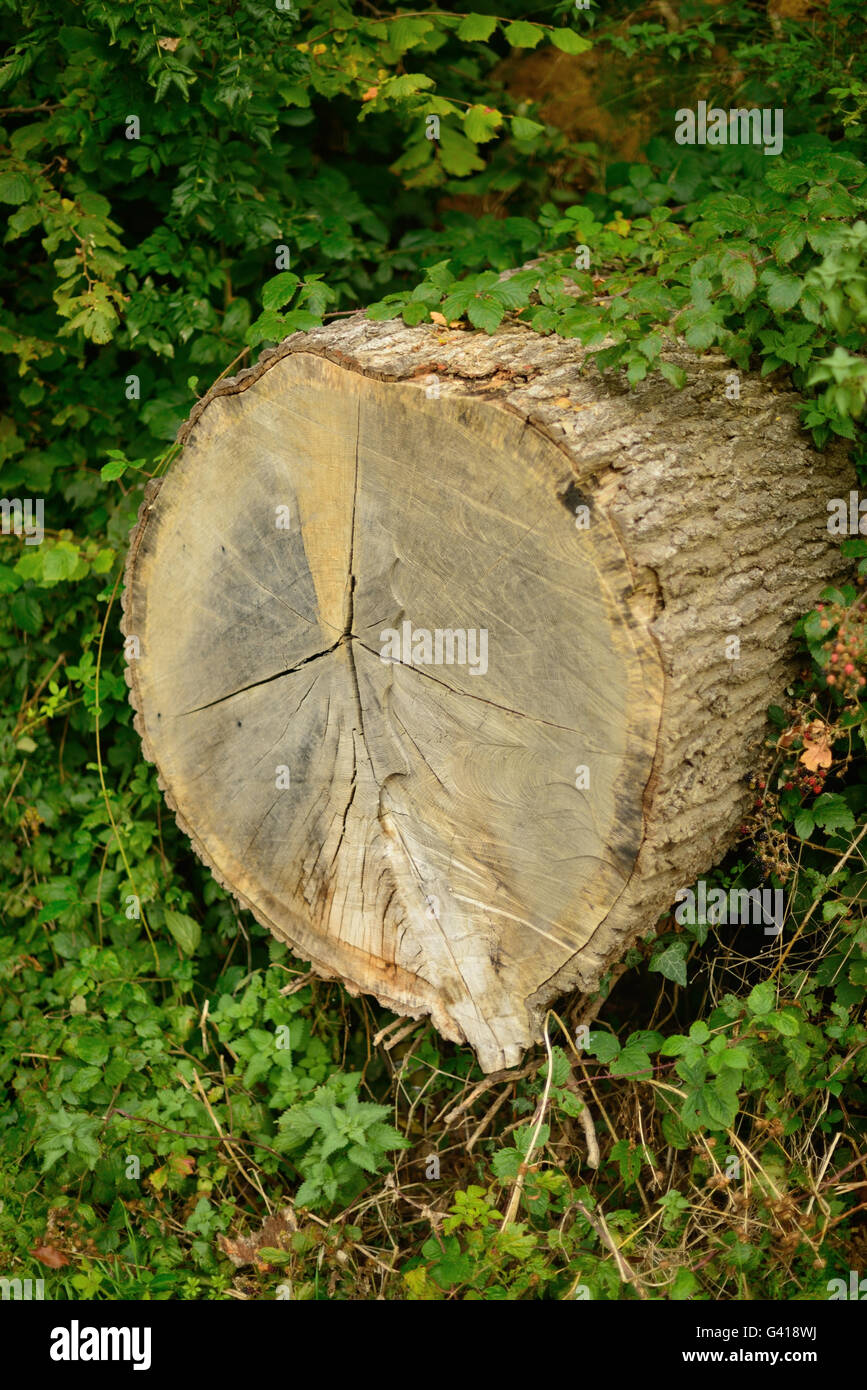 Querschnitt durch einen Baumstamm ragen aus einer Hecke. Stockfoto