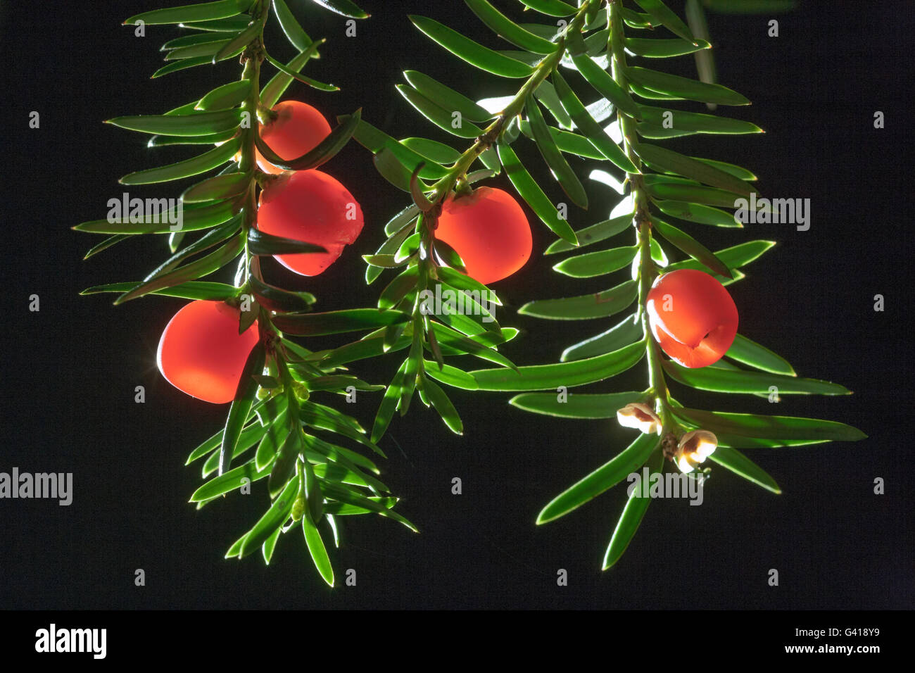 Eibe Beeren Taxus Baccata hinterleuchtete gegen Schatten Stockfoto
