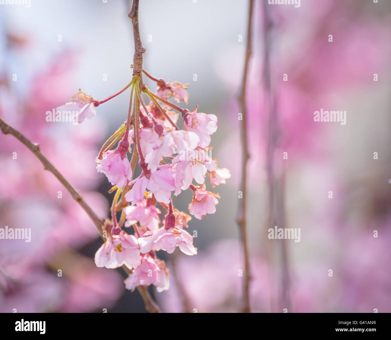 Kirschblüten am Kitakata, Fukushima Stockfoto