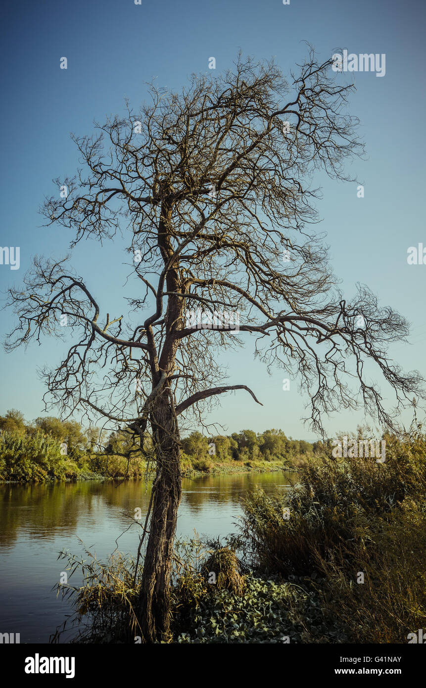 Verdrehte Baum am Ufer Flusses Stockfoto