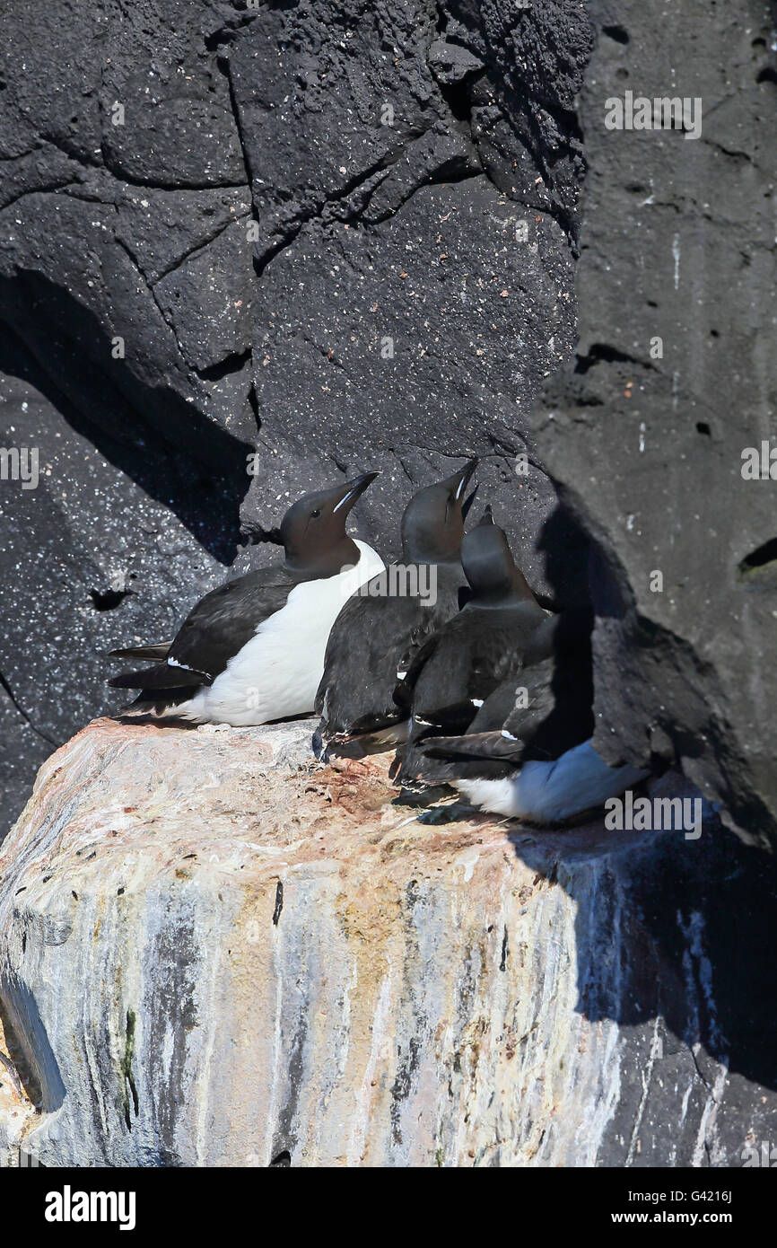 Brünnich´s Guillemot (Uria Lomvia) Stockfoto