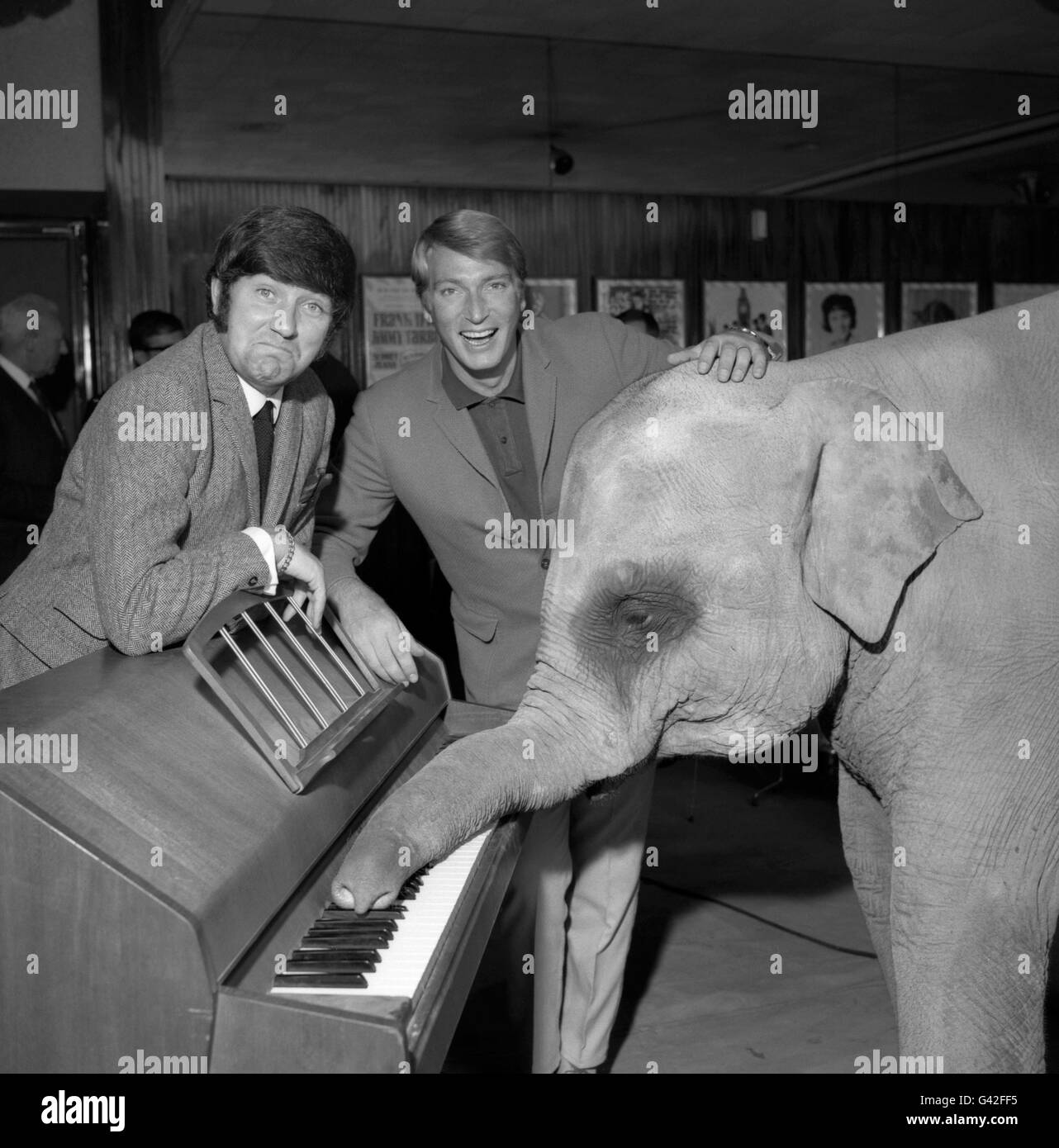 Tanya, das Elefantenbaby, versucht Klavier zu spielen, sehr zur Unterhaltung des australischen Sängers Frank Ifield und des Liverpooler Komikers Jimmy Tarbuck. Alle treten in der Show 'Holiday Startime' im ABC Theatre, Blackpool, Lancashire auf. Stockfoto