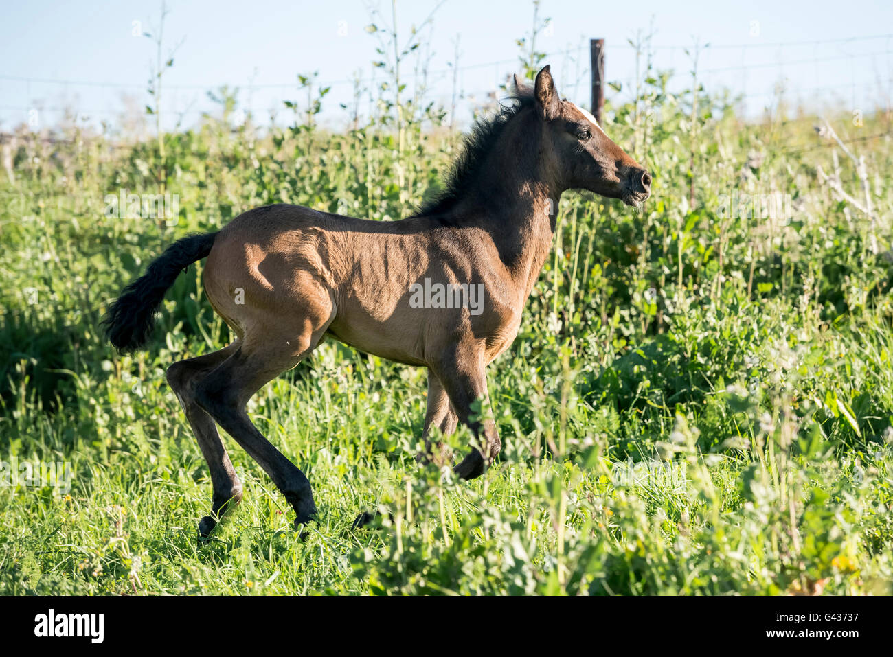 Fohlen läuft im Frühjahr auf einer Weide Stockfoto