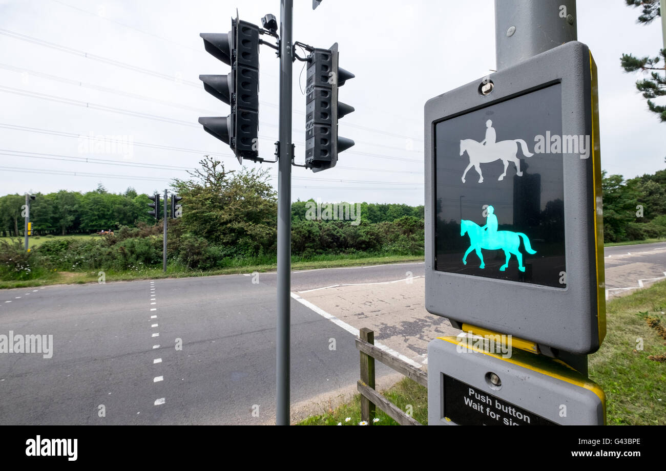 Pferdefahrer Ampelkreuzung bekannt als Pegasus Kreuzung im New Forest National Park Hampshire, Großbritannien Stockfoto