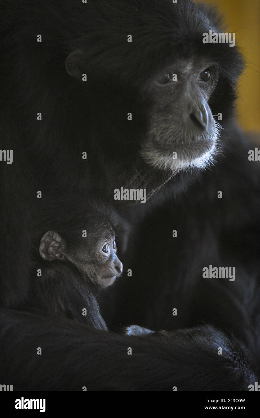 Ein kleines Baby, Siamang Gibbon, das noch nicht benannt wurde, ist in den Armen seiner Mutter, Salome, in der warmen Gibbon-Einfriedung auf der Noah's Ark Zoo Farm in der Nähe von Wraxall, Bristol, gehütet. Stockfoto Ein kleines Baby, Siamang Gibbon, das noch nicht benannt wurde, ist in den Armen seiner Mutter, Salome, in der warmen Gibbon-Einfriedung auf der Noah's Ark Zoo Farm in der Nähe von Wraxall, Bristol, gehütet. Stockfoto