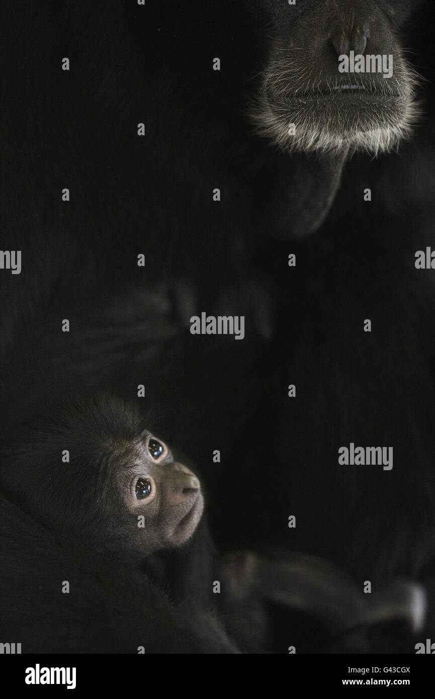 Ein kleines Baby, Siamang Gibbon, das noch nicht benannt wurde, ist in den Armen seiner Mutter, Salome, in der warmen Gibbon-Einfriedung auf der Noah's Ark Zoo Farm in der Nähe von Wraxall, Bristol, gehütet. Stockfoto Ein kleines Baby, Siamang Gibbon, das noch nicht benannt wurde, ist in den Armen seiner Mutter, Salome, in der warmen Gibbon-Einfriedung auf der Noah's Ark Zoo Farm in der Nähe von Wraxall, Bristol, gehütet. Stockfoto
