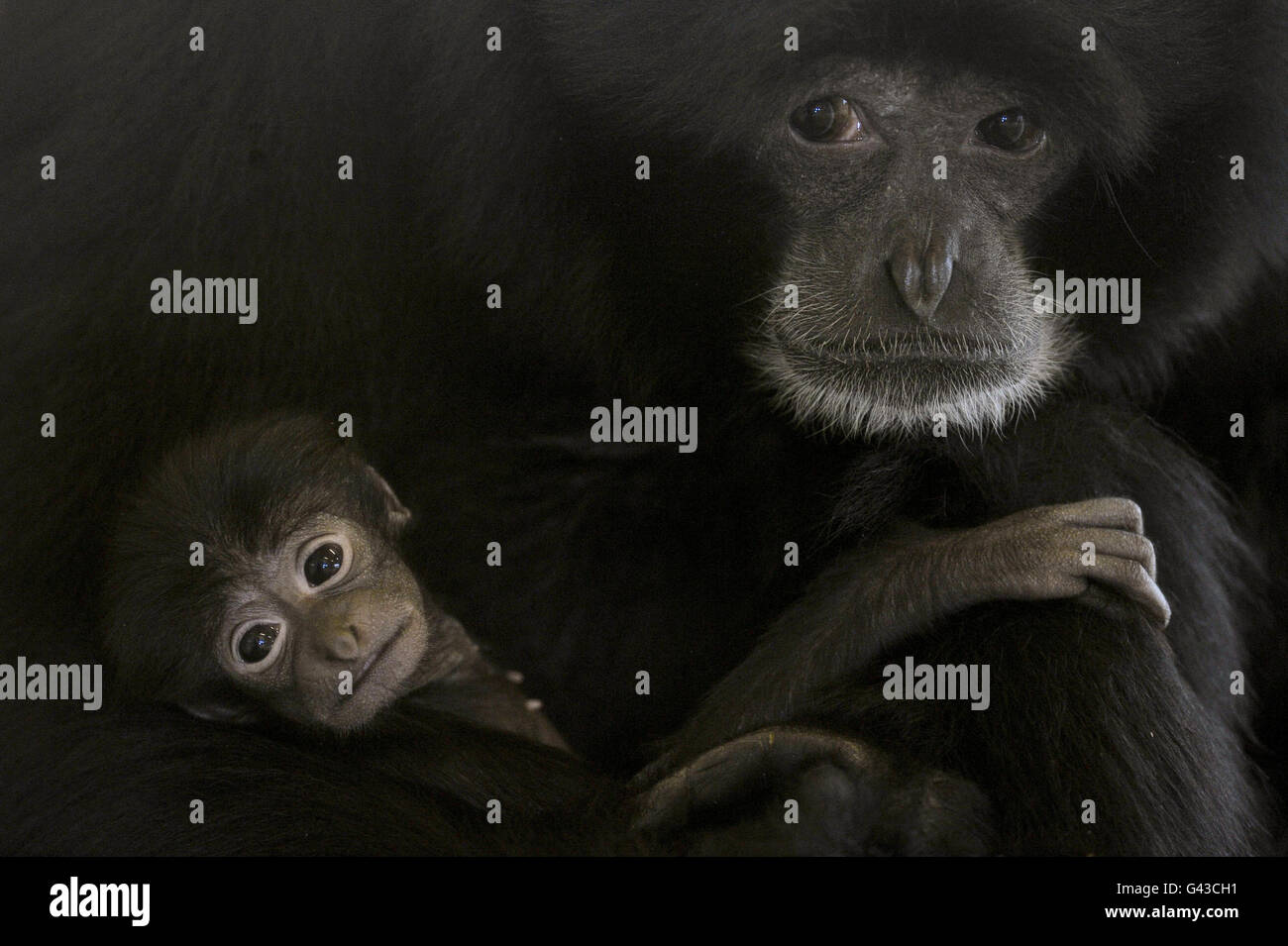 Ein kleines Baby, Siamang Gibbon, das noch nicht benannt wurde, ist in den Armen seiner Mutter, Salome, in der warmen Gibbon-Einfriedung auf der Noah's Ark Zoo Farm in der Nähe von Wraxall, Bristol, gehütet. Stockfoto Ein kleines Baby, Siamang Gibbon, das noch nicht benannt wurde, ist in den Armen seiner Mutter, Salome, in der warmen Gibbon-Einfriedung auf der Noah's Ark Zoo Farm in der Nähe von Wraxall, Bristol, gehütet. Stockfoto