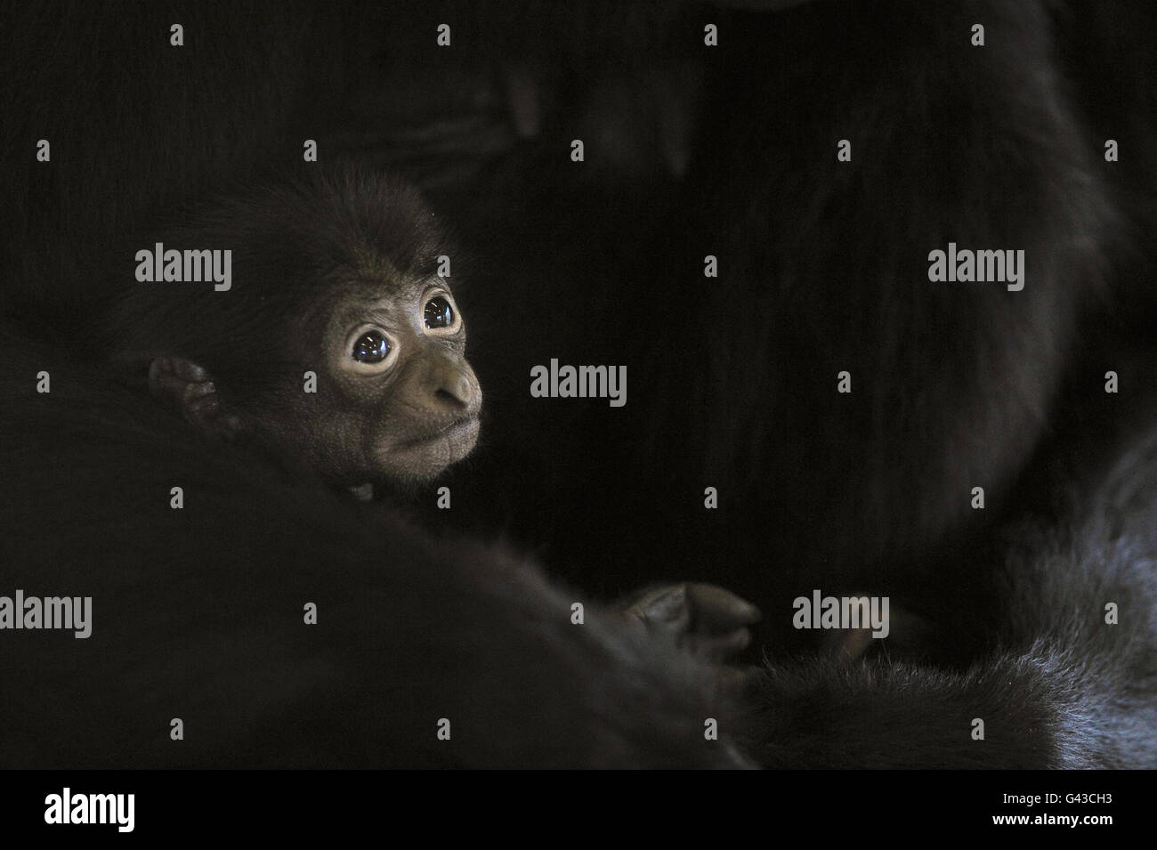 Ein kleines Baby, Siamang Gibbon, das noch nicht benannt wurde, ist in den Armen seiner Mutter, Salome, in der warmen Gibbon-Einfriedung auf der Noah's Ark Zoo Farm in der Nähe von Wraxall, Bristol, gehütet. Stockfoto Ein kleines Baby, Siamang Gibbon, das noch nicht benannt wurde, ist in den Armen seiner Mutter, Salome, in der warmen Gibbon-Einfriedung auf der Noah's Ark Zoo Farm in der Nähe von Wraxall, Bristol, gehütet. Stockfoto
