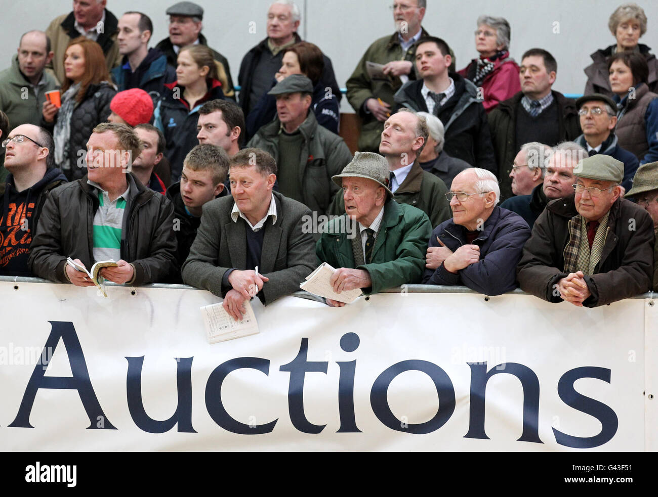 Besucher beobachten, wie Bauern ihre Aberdeen Angus Bullen auf dem Ausstellungsgelände während des Perth Bull Sale bei United Auctions in Stirling, Schottland, parieren. Stockfoto
