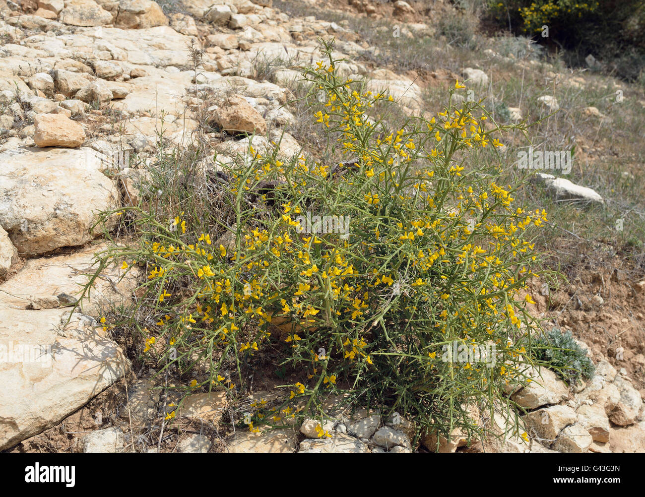 Genista Fasselata gelbe dornige Strauch aus Zypern Stockfoto