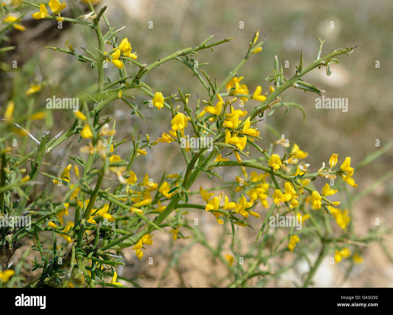 Genista Fasselata gelbe dornige Strauch aus Zypern Stockfoto