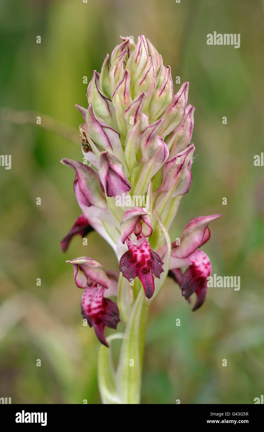 Fehler Orchidee - Orchis Fragrans Nahaufnahme der Blüte Stockfoto