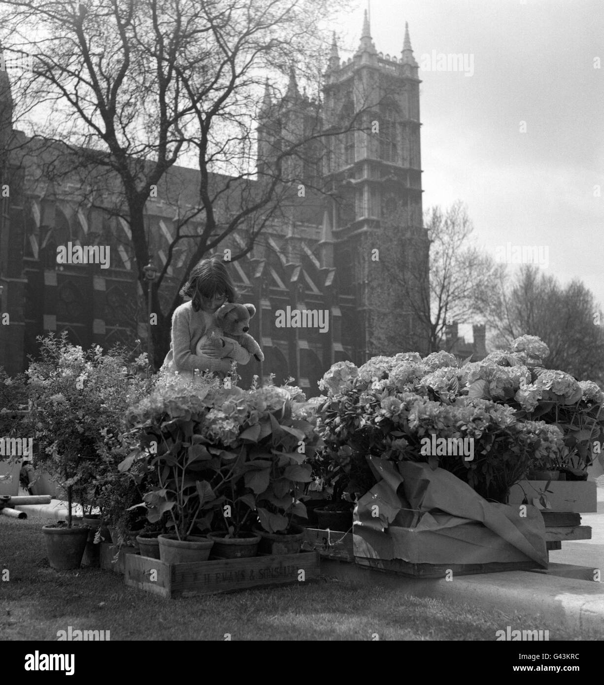 Angela Bailey, 7 Jahre alt, bewunderte die Blumen in der Nähe der Westminster Abbey, als die Arbeiten begannen, die Dekorationen zu beschleunigen, die entlang der Prozessionsstraße für die Hochzeit von Prinzessin Margaret und Antony Armstrong-Jones vorbereitet wurden. Stockfoto