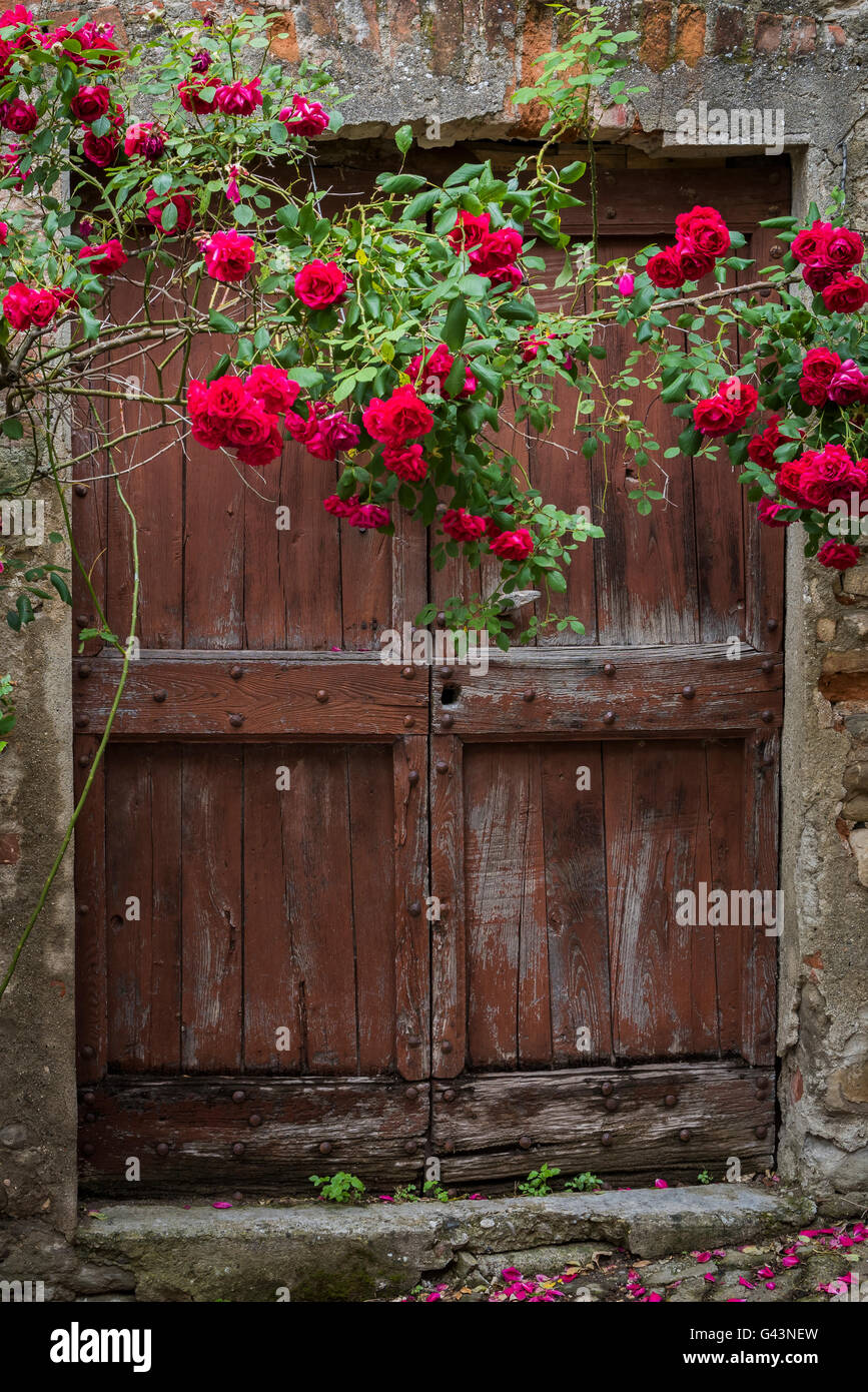 Rote Rosen und alte Holztür in Mombaldone in Piemont, Italien. Stockfoto