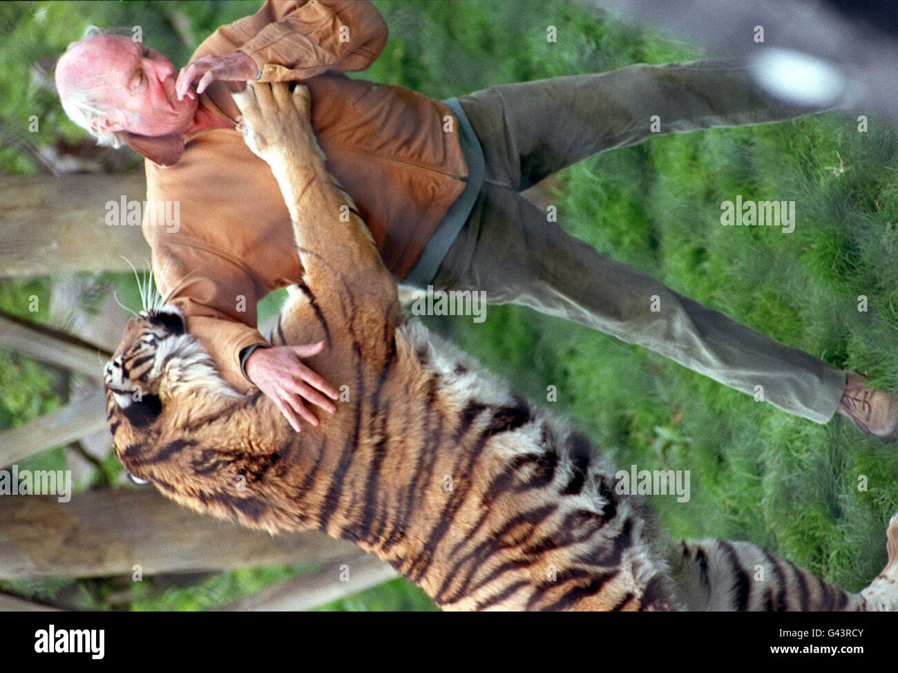 Zoo-Tierpfleger John Aspinall mit Jara, einer neunjährigen indischen Tigerin, im Howletts Wild Animal Park in der Nähe von Canterbury, Kent. Es ist das erste Mal, dass er nach 18 Monaten nach dem Tod eines Hüters und einem konzilsverbot in das Großkatzengehege eingetreten ist. Stockfoto