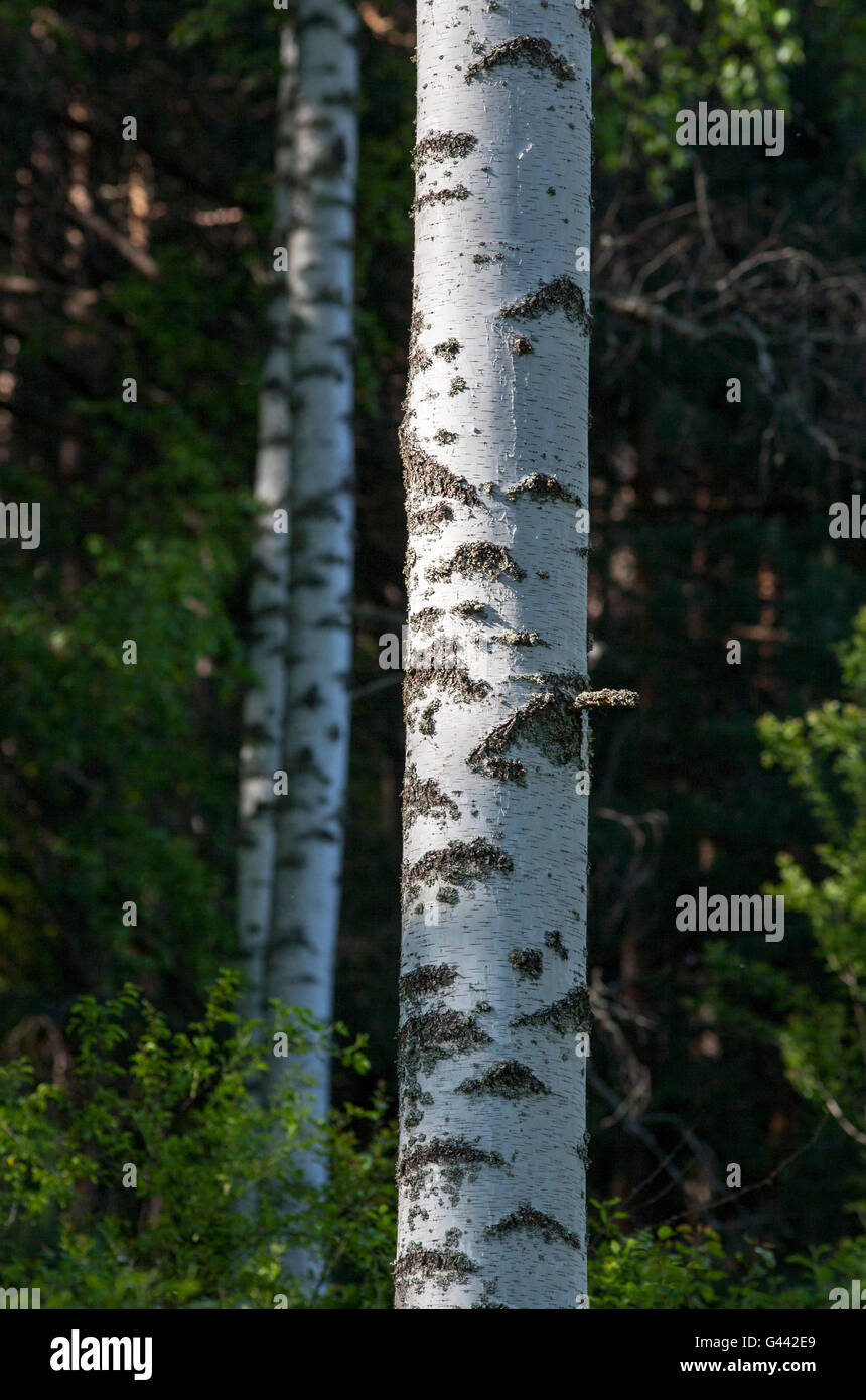Gerippte Rinde der Birke, Closeup Bäume Stockfoto
