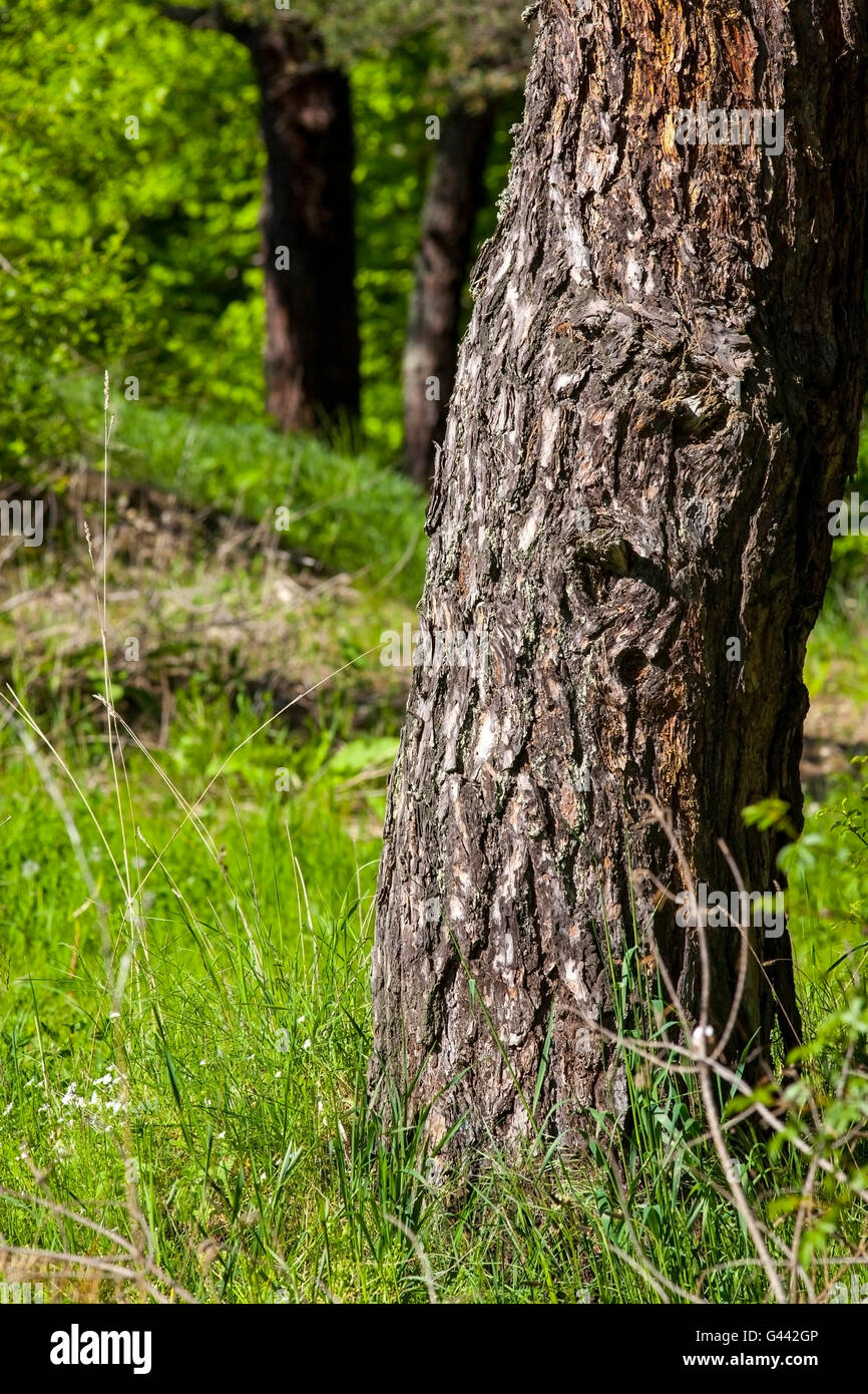 Gerippte Rinde eines Baumes in einem park Stockfoto