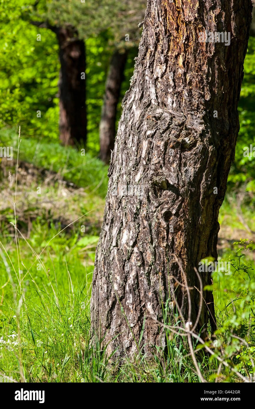 Gerippte Rinde eines Baumes in einem park Stockfoto