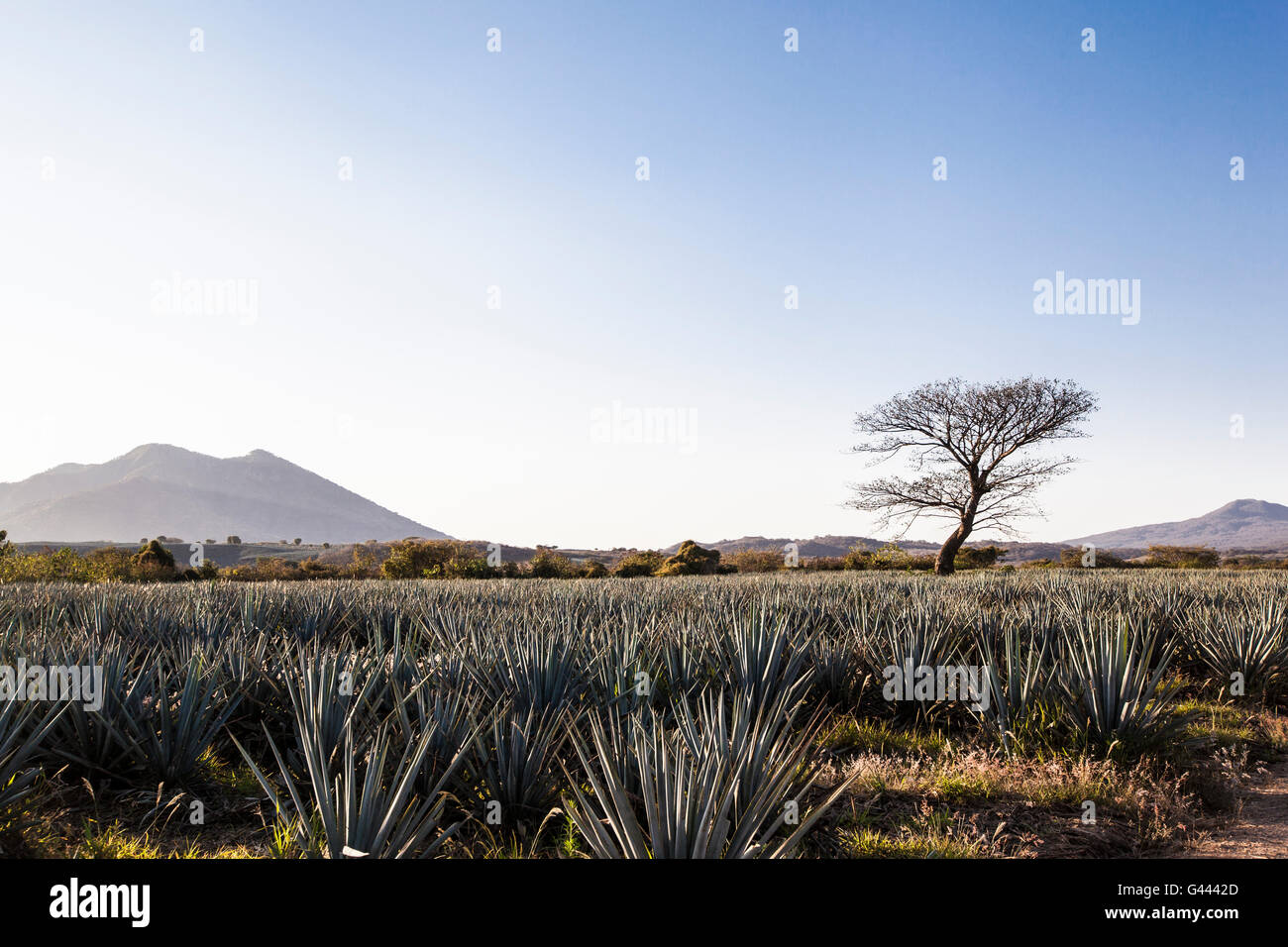 Sonnenaufgang über dem Feld Agave Tequila Produktion, Jalisco, Mexiko Stockfoto