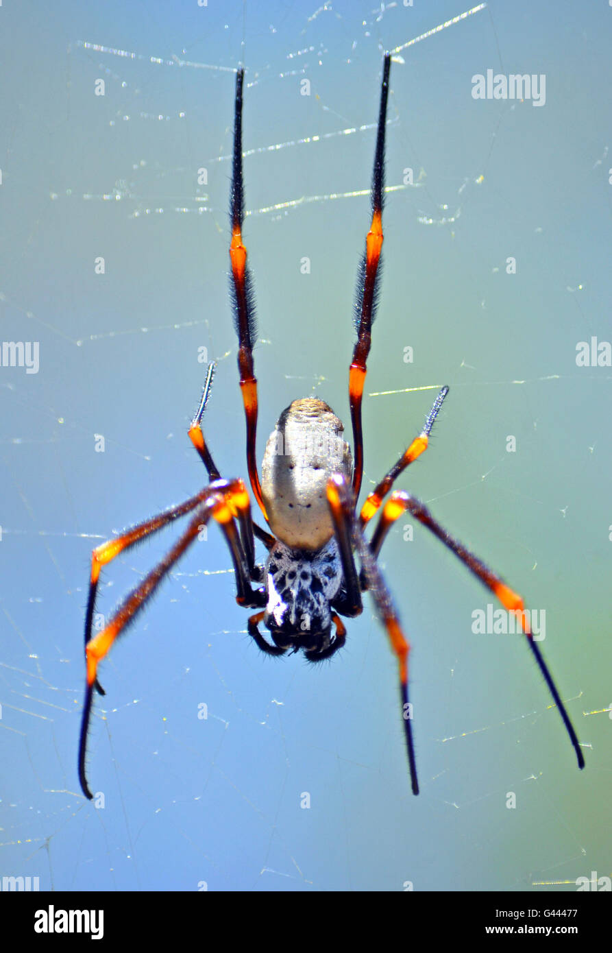 Australische weibliche Golden Orb Weaver spider Stockfoto