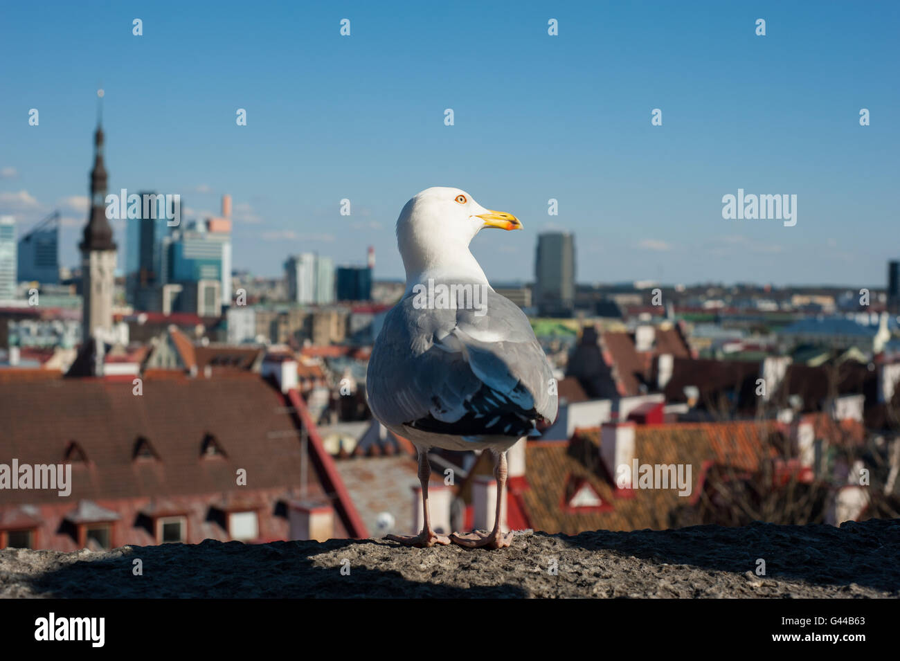 Möwe auf dem Dach in der Altstadt von Tallinn, Europa Reisen Stockfoto