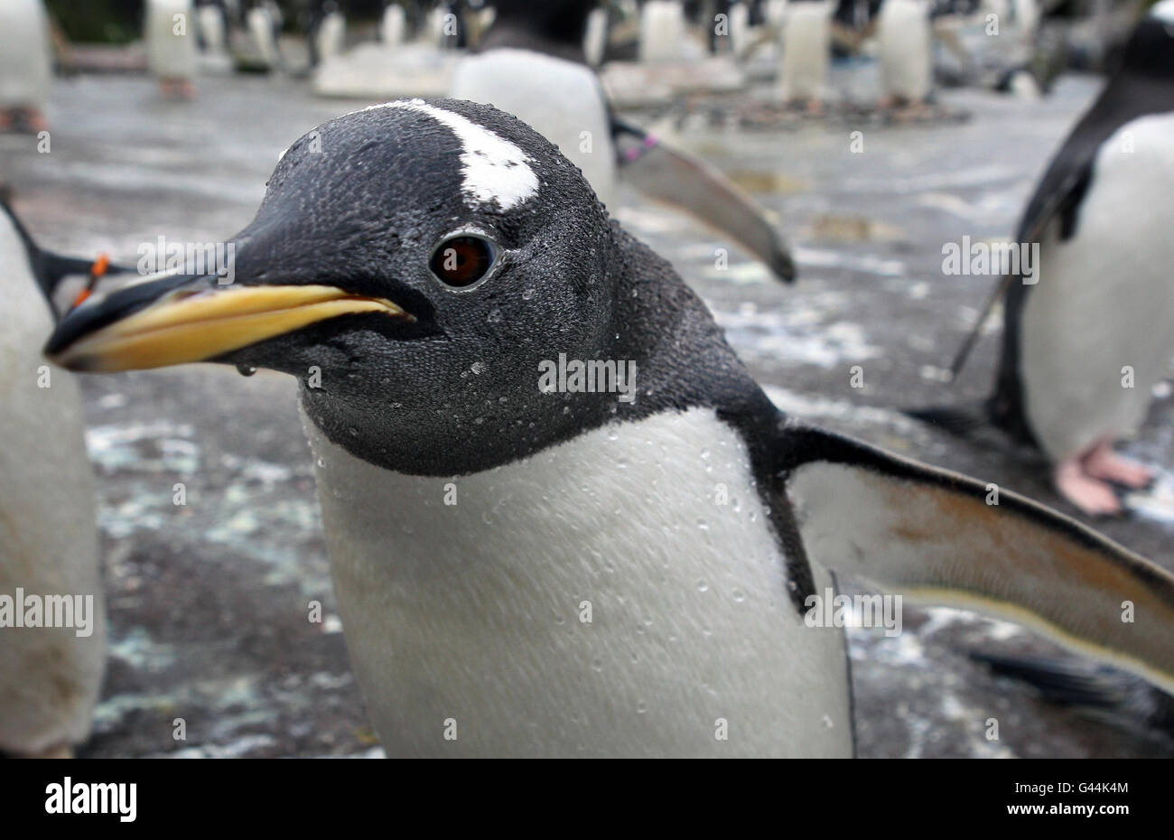 Gentoo-Pinguine zu Beginn der jährlichen Brutsaison im Zoo von Edinburgh. Zu Beginn der jährlichen Brutsaison der Pinguine haben die Zoohüter Nistringe im Gentoo Penguin Gehege aufgestellt. Die Vögel kehren zu den gleichen Nestern zurück, die sie in früheren Jahren benutzt haben und paaren sich normalerweise mit demselben Partner. Stockfoto