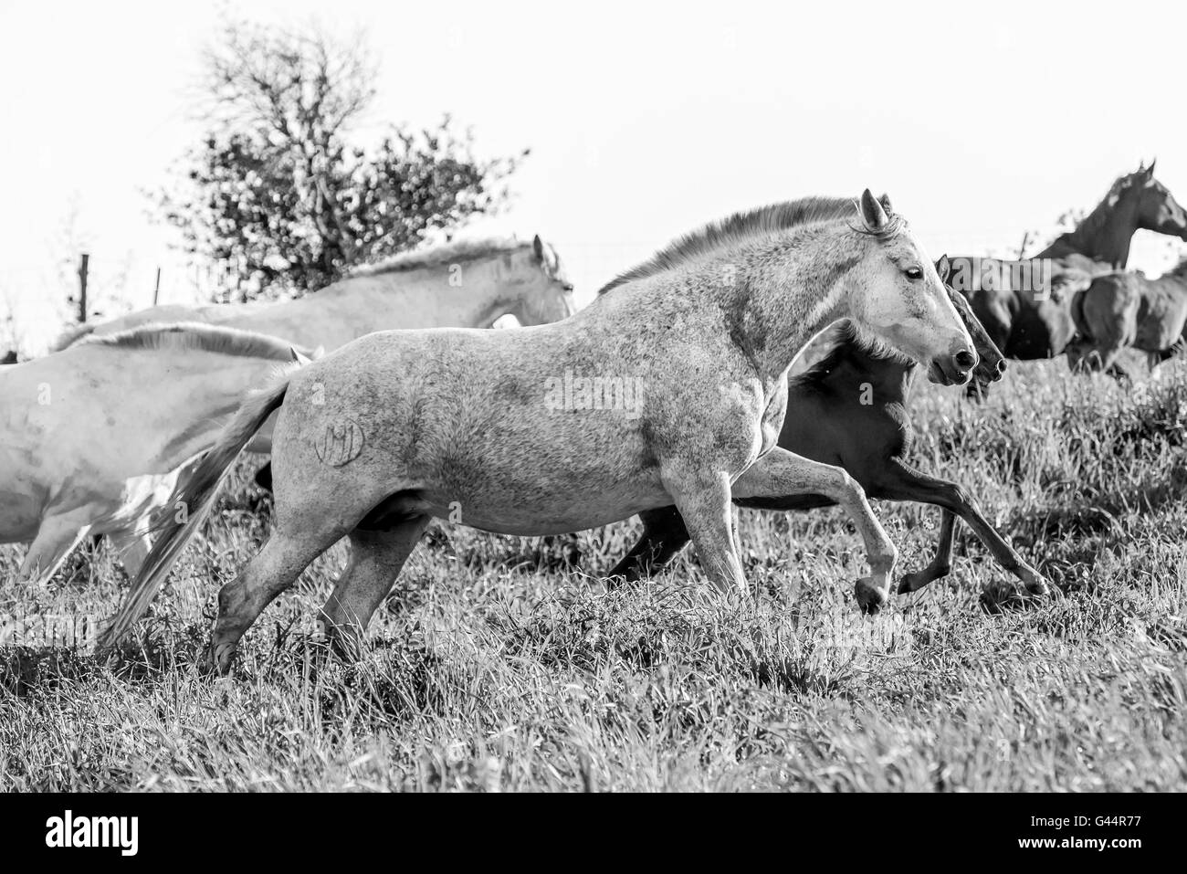 Herde von VORSTUTEN und Fohlen auf einem Feld Stockfoto
