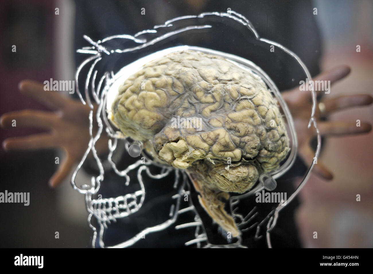 Ein echtes menschliches Gehirn in Flüssigkeit mit einem maßstabsgefertigten Skelett, zentralem Nervensystem und menschlicher Silhouette in Acryl gehauen, in der @Bristol Science Attraction als Teil der neuen Ausstellung "All About US", die am Freitag, 11. März, für die Öffentlichkeit geöffnet wird. Stockfoto