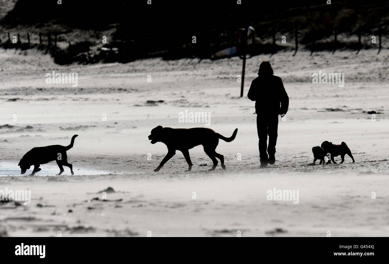 Wetter 10. März. Der Norden Englands wird heute von starken Winden getroffen, wenn ein Hundewanderer am Tynemouth Beach entlang läuft. Stockfoto