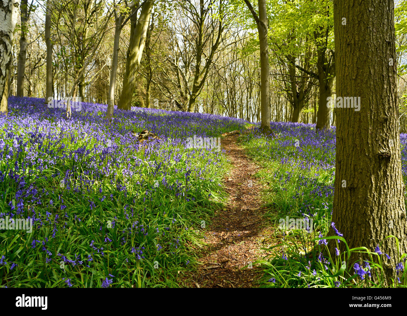 Blühenden Glockenblumen blühen im Frühling die großen Bereiche der Wald Etagen National Trust für Erhaltung geschützt. Stockfoto