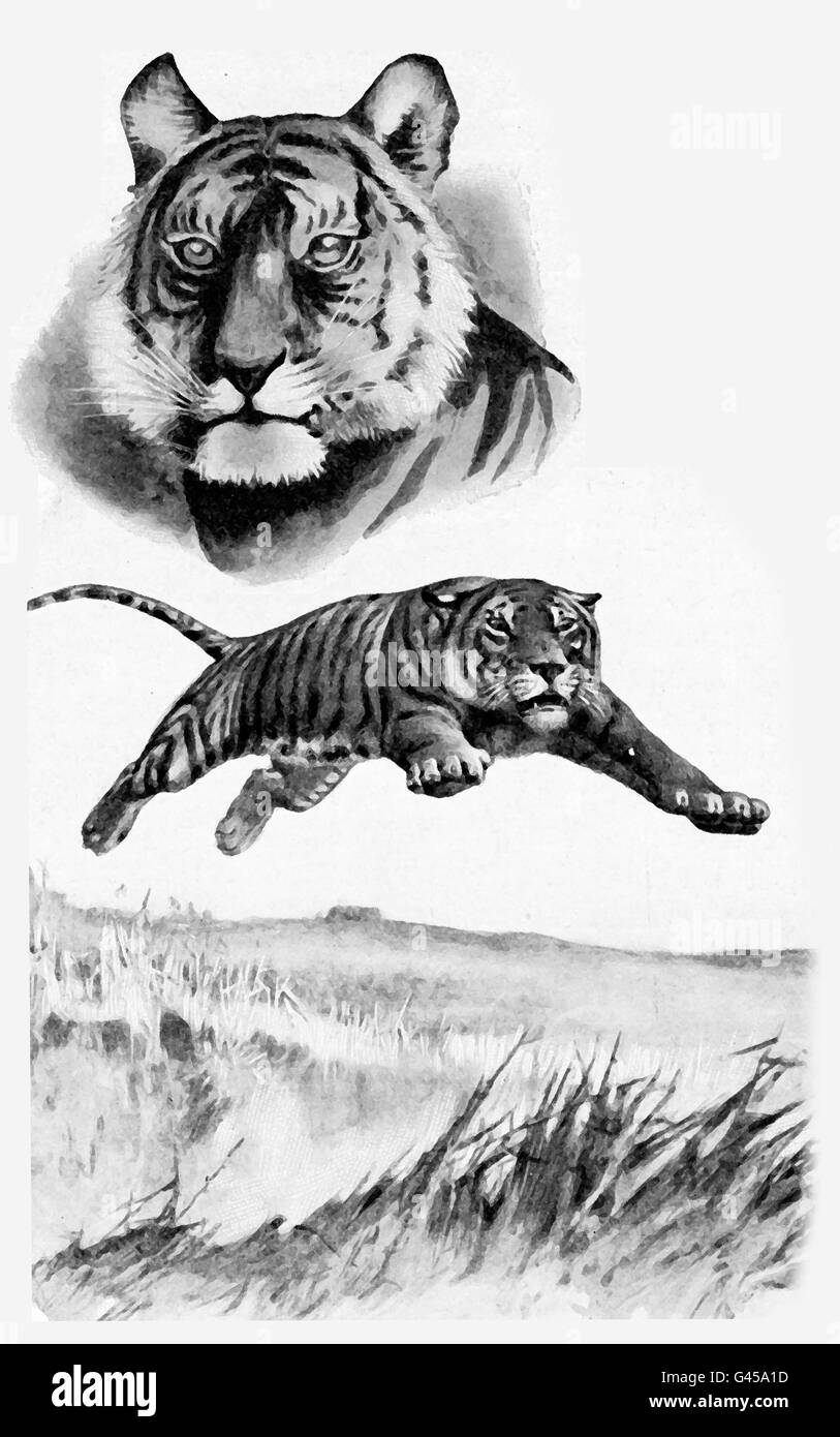 Abenteuer in der Wildnis, wütend Tiger springen und Tiger-Porträt Stockfoto