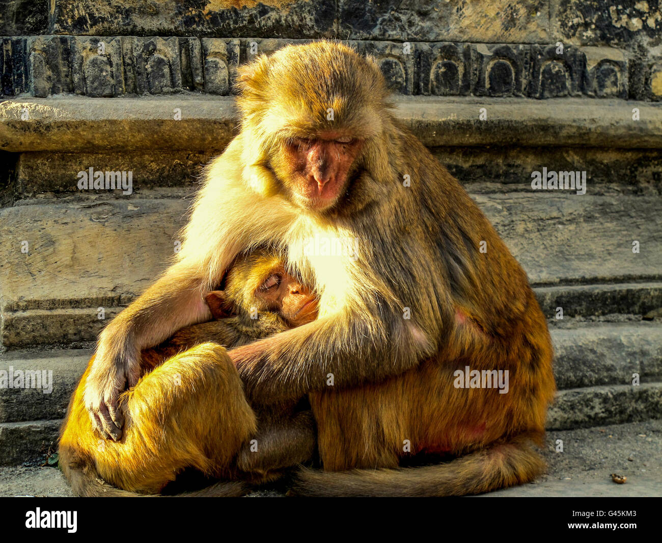 Weibliche Affen schützen ihre Baby, Kathmandu Stockfoto