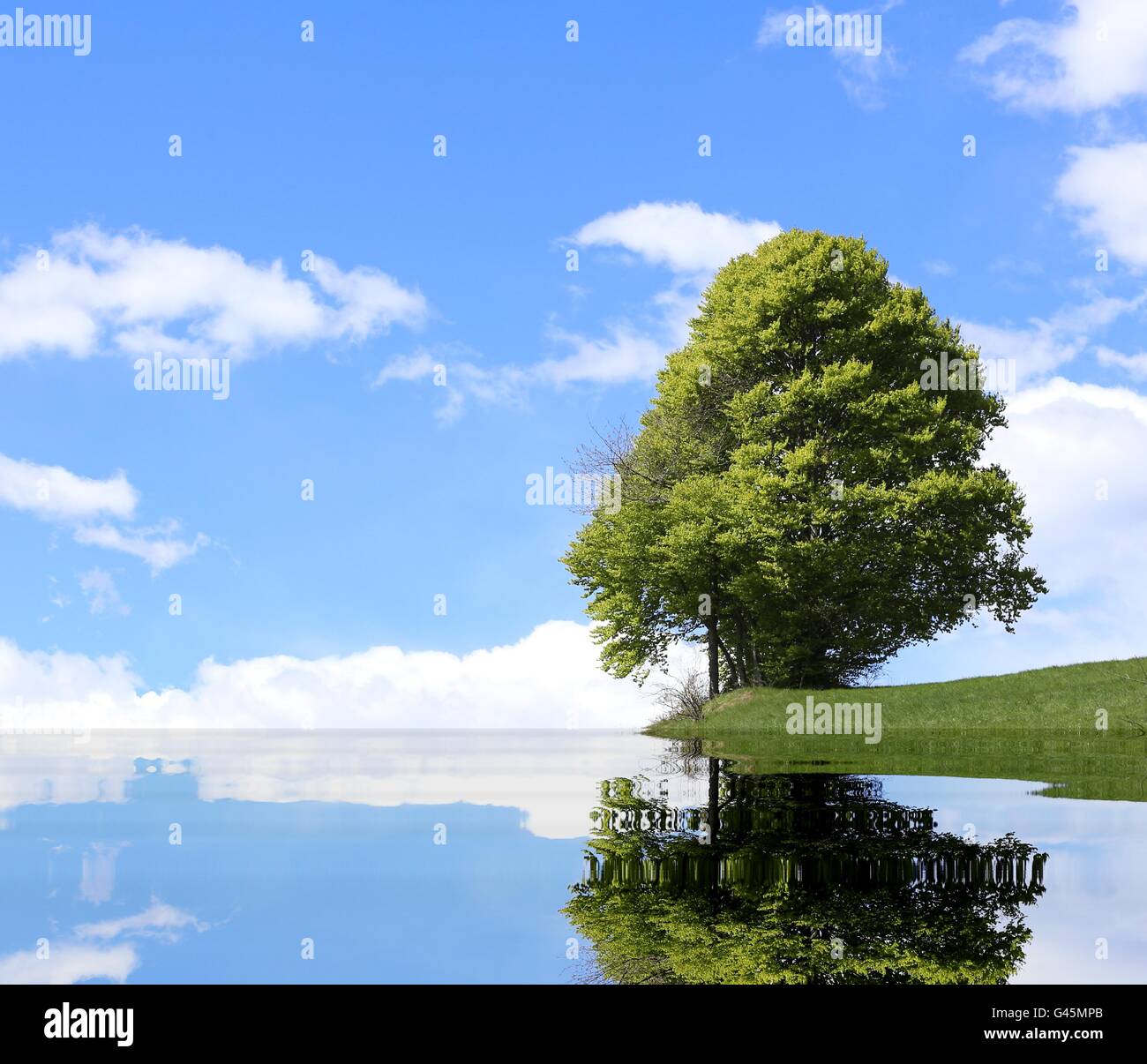 Grüner Baum mit dem alpinen See und dem dichten Laub im Sommer Stockfoto