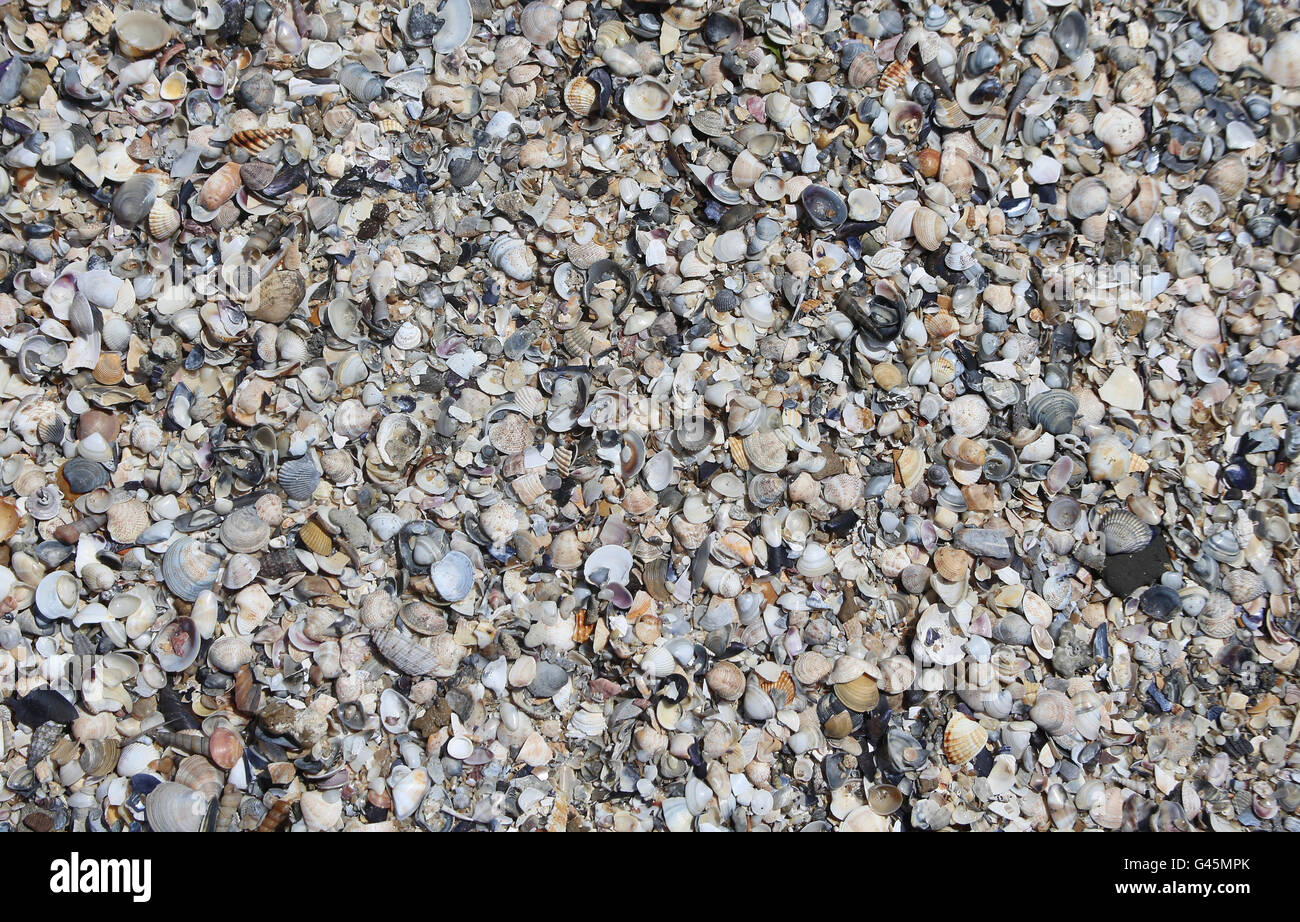 Viele Muscheln am Ufer des Strandes ins Meer Stockfoto
