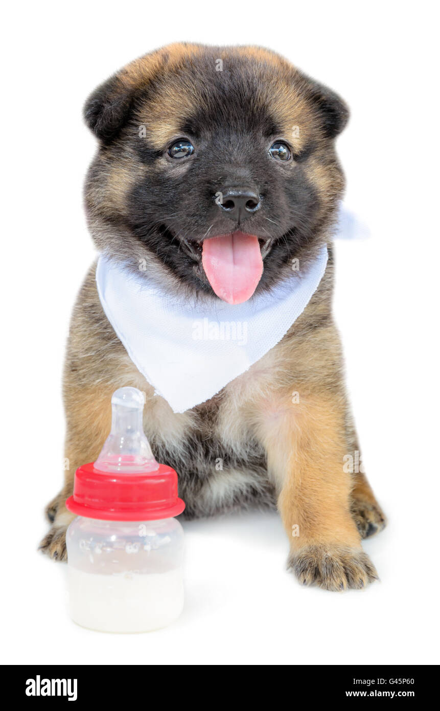 Niedliche Baby Hunde schwarz und braun sitzend mit Flaschen Milch auf weißen Hintergrund isoliert Stockfoto