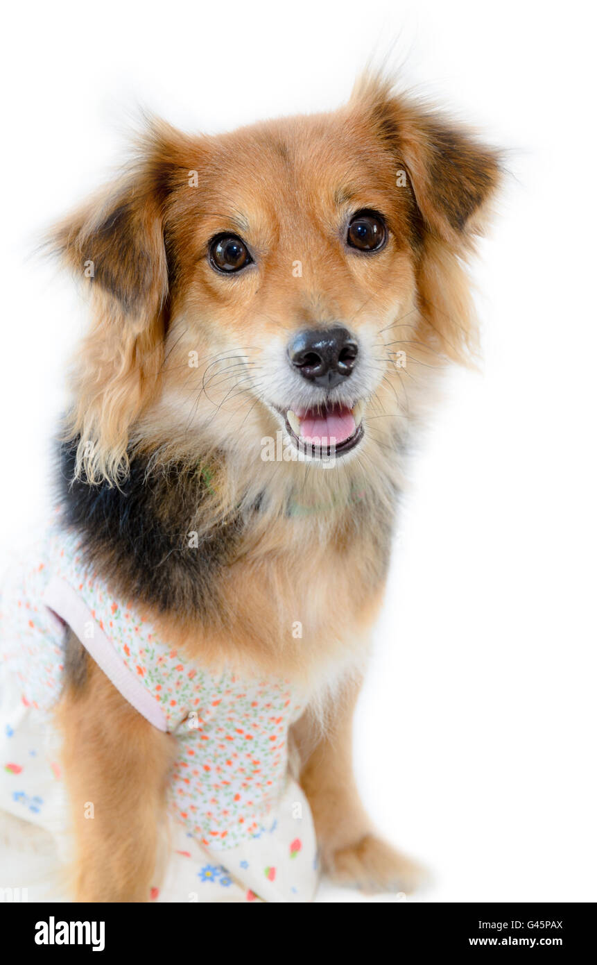 Schöner Hund mit schwarz braun tragen Kleidung sitzen auf weißen Hintergrund isoliert Stockfoto