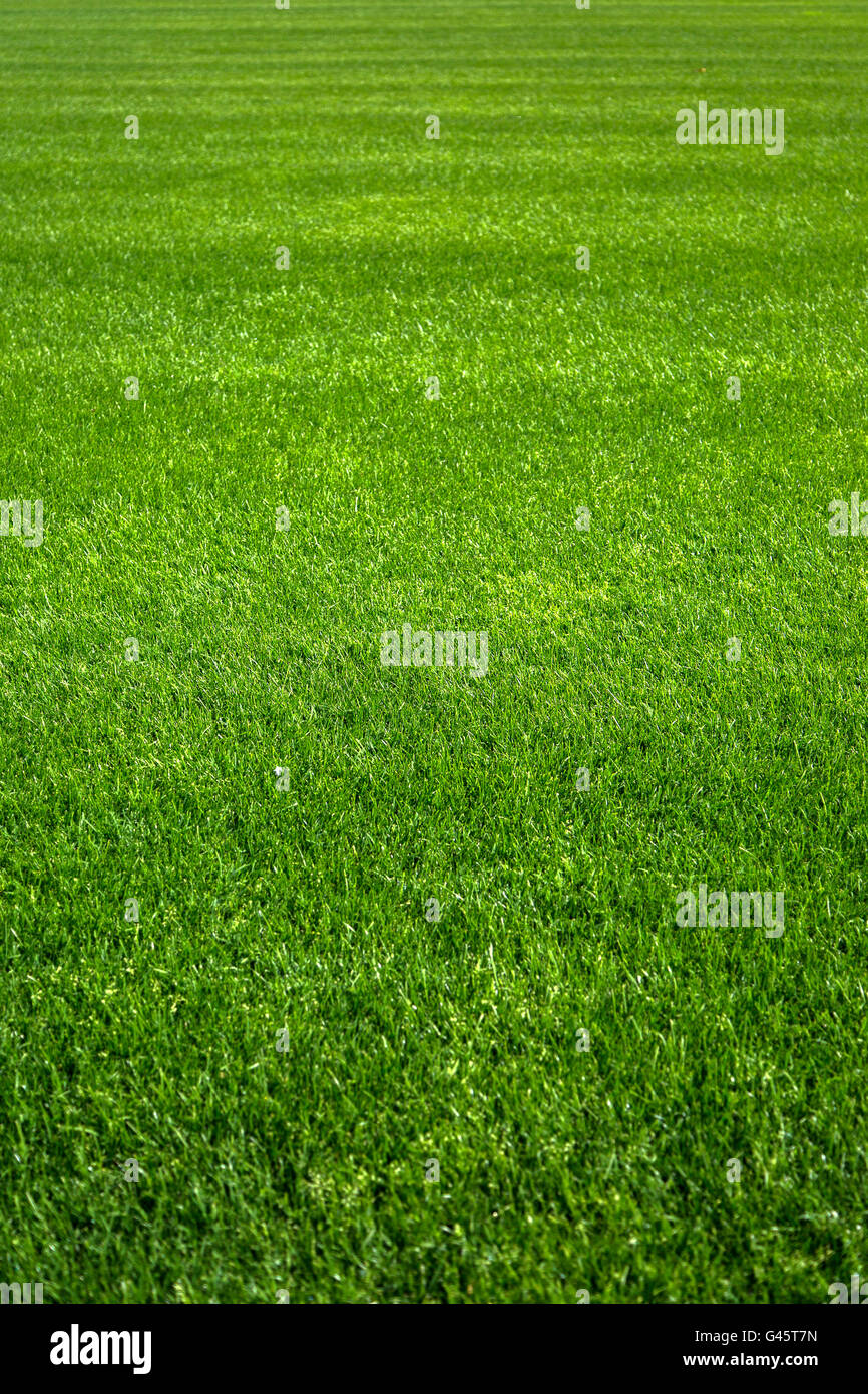 Nahaufnahme am grünen Rasen Hintergrund Stockfoto