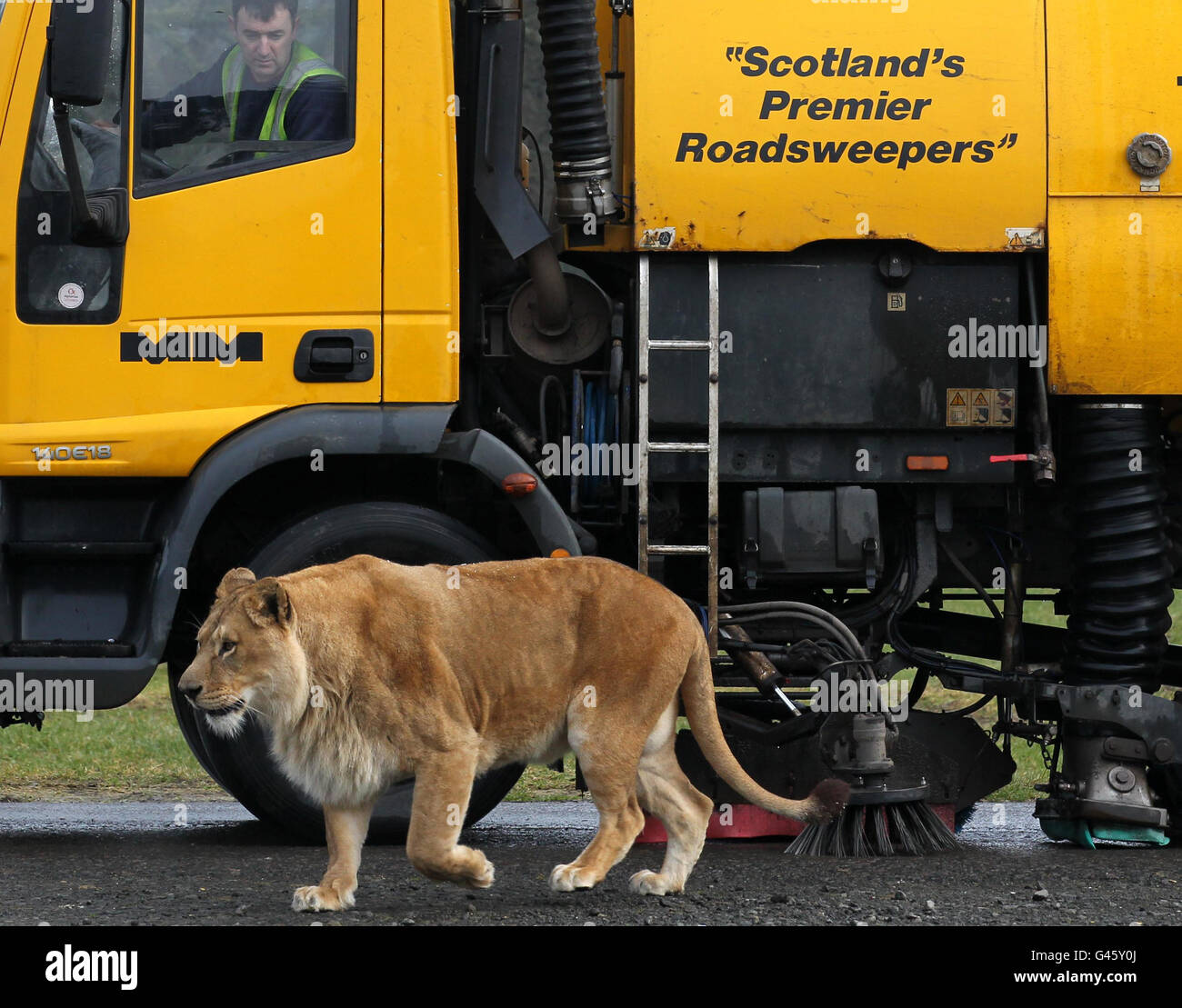 Straßenkehrer John Hunter fegt die Straße durch das Löwengehege im Blair Drummond Safari Park, da die letzten Vorbereitungen für Tiergehege getroffen werden, bevor der Park diesen Samstag für die Saison 2011 eröffnet. Stockfoto