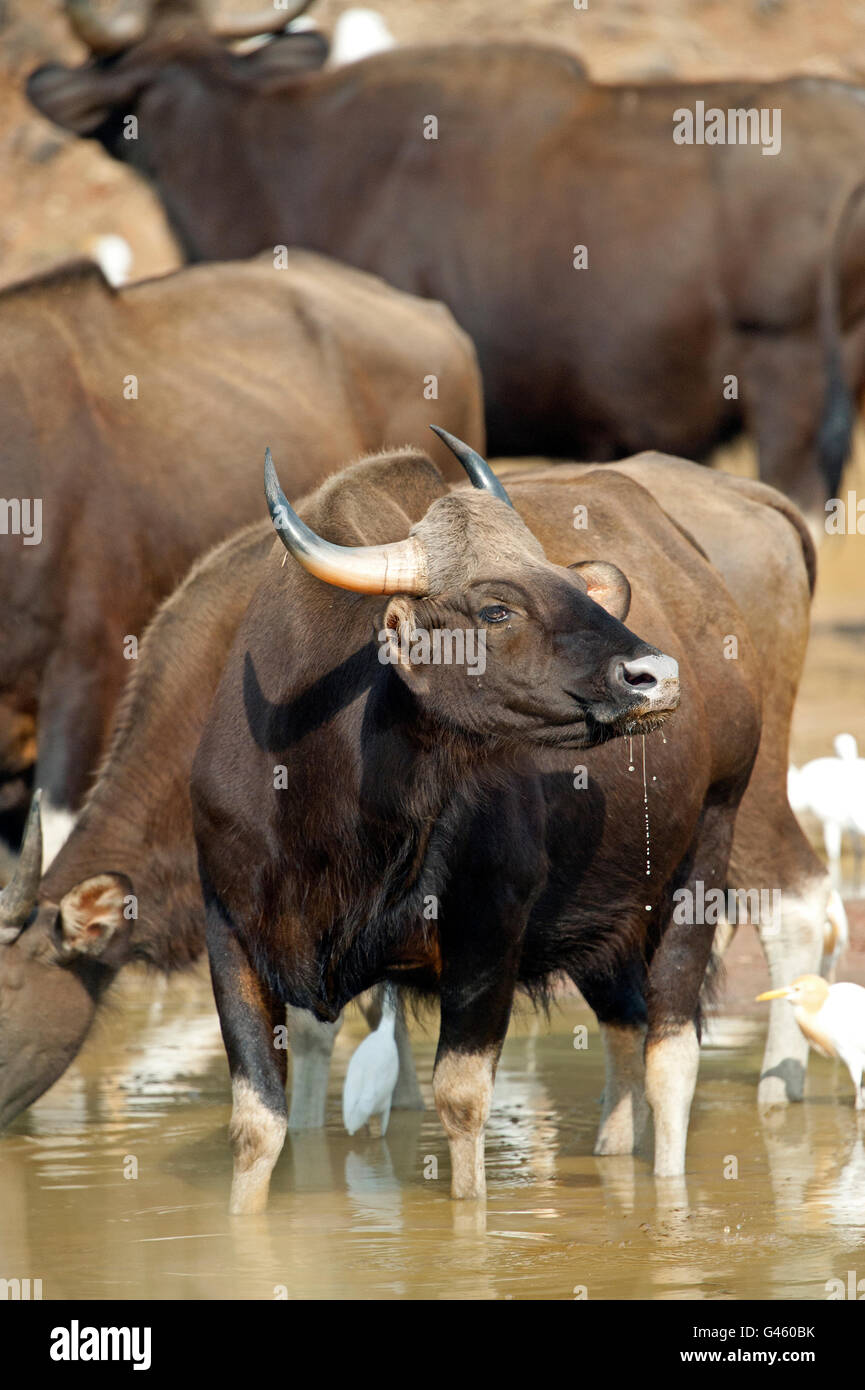 Das Bild des indischen Bison oder Gaur (Bos Gaurus) im Tadoba Nationalpark, Indien Stockfoto