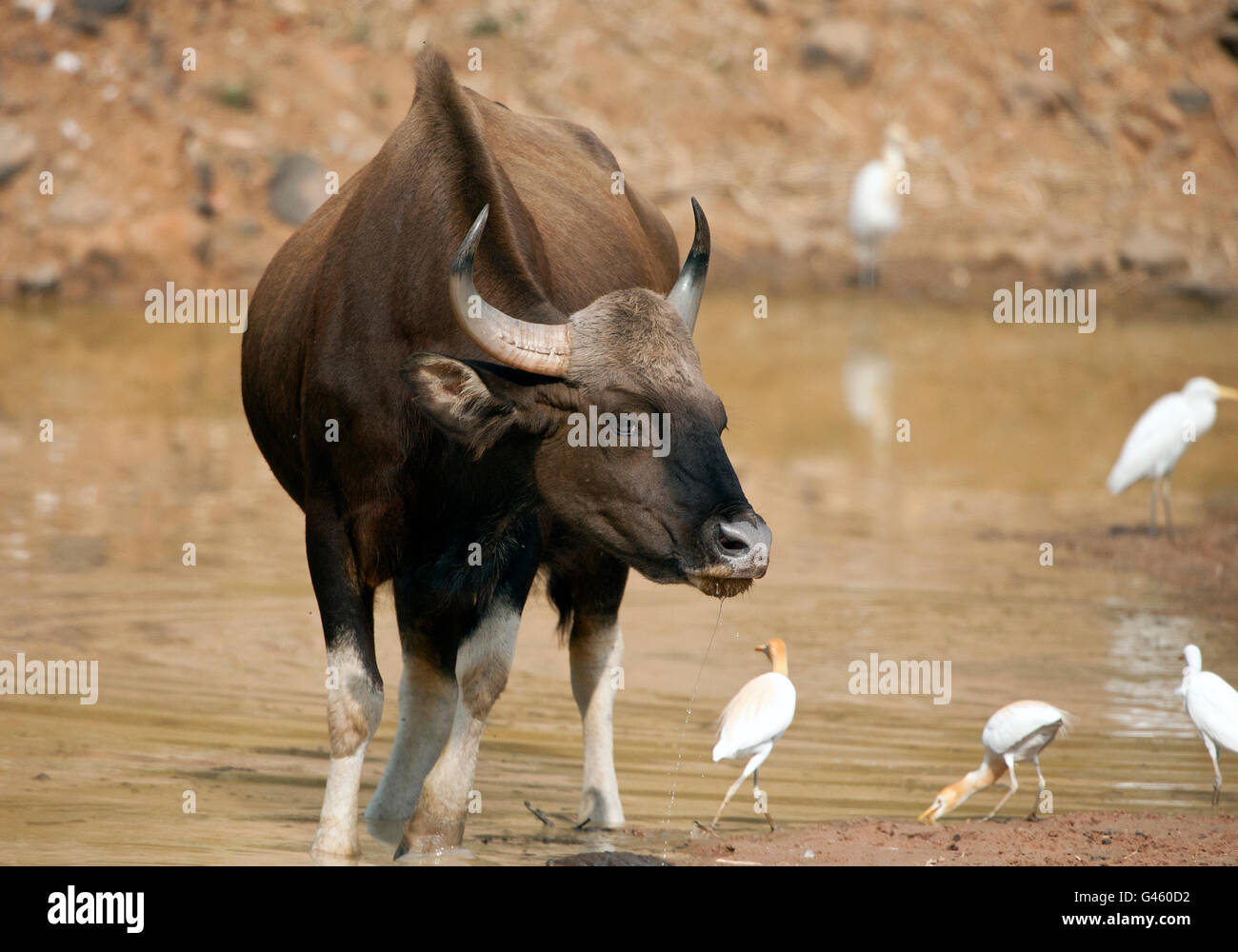 Das Bild des indischen Bison oder Gaur (Bos Gaurus) im Tadoba Nationalpark, Indien Stockfoto
