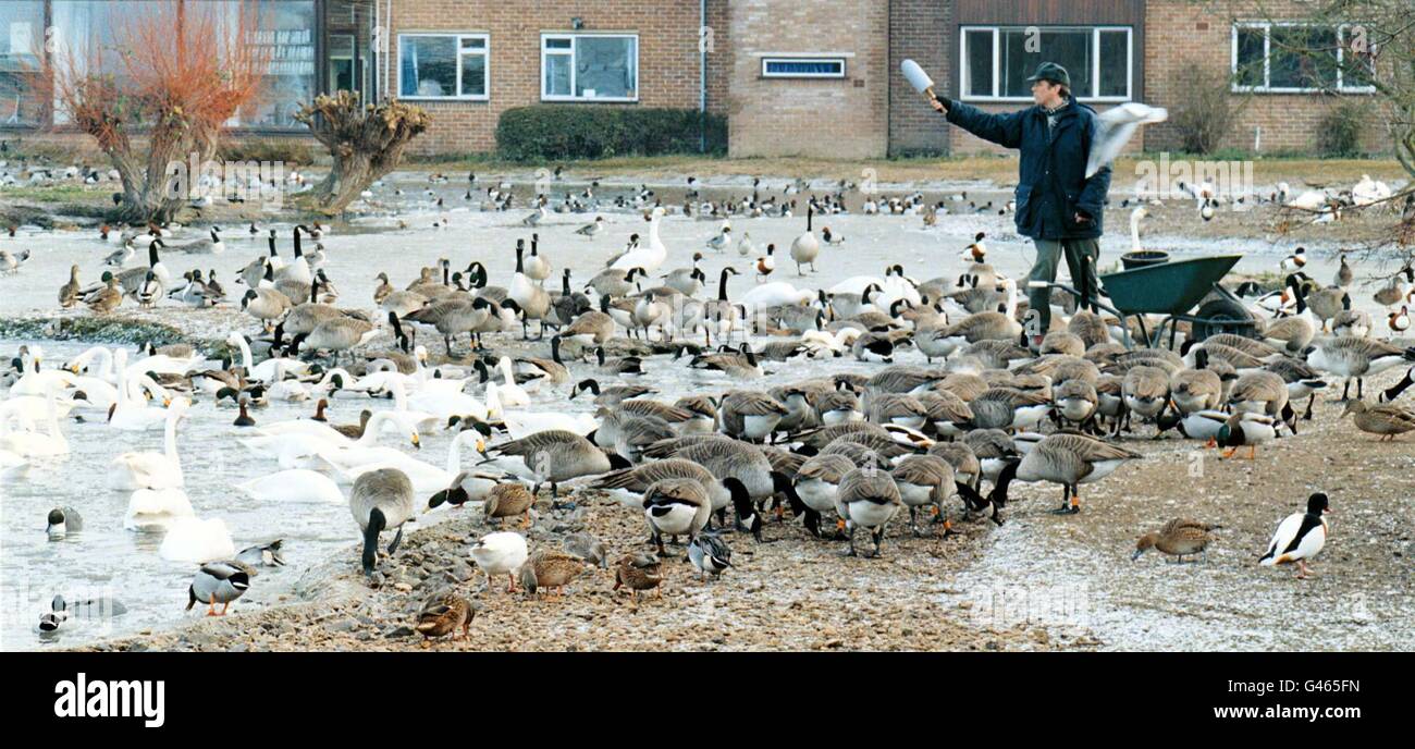 Trotz des derzeit herrschenden kalten Wetters in ganz Großbritannien kommen die Vögel weiterhin in großer Zahl von ihren kälteren nördlichen Brutgebieten bis zum Winter in dieses Land, unterstützt durch das Futter, das Tony Richardson im Wildfowl and Wetlands Trust, Slimbridge, Gloucestershire, ausgab - einschließlich 380 Bewick Swans (Links), ein Rekord für einen Dezember in den letzten fünf Jahren. Foto Barry Batchelor/PA. Stockfoto